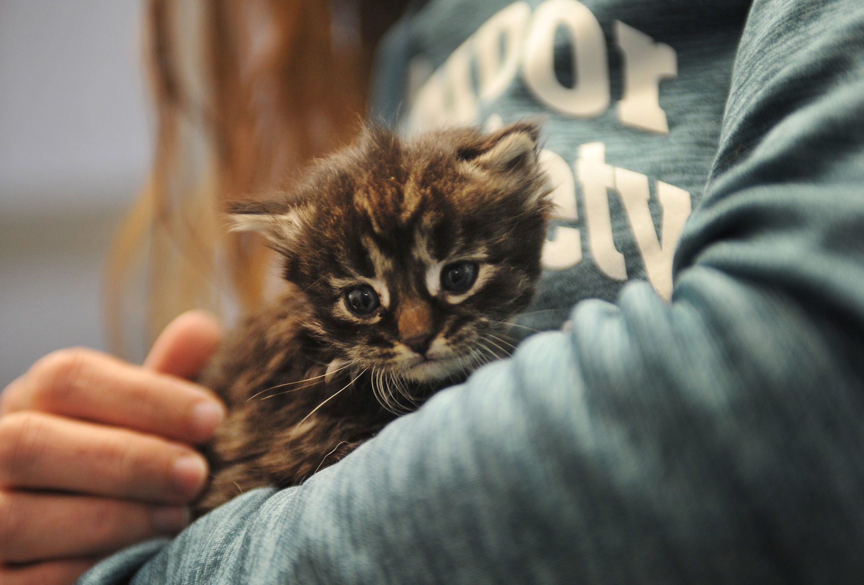 SAFE HARBOR HUMANE SOCIETY
